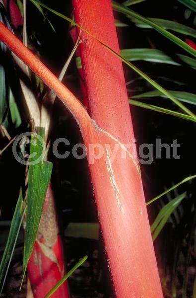 Green blooms; Evergreen; Broadleaf