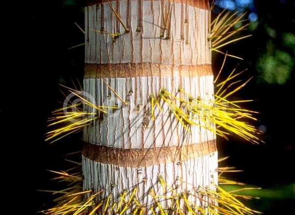 Yellow blooms; White blooms; Evergreen; Needles or needle-like leaf
