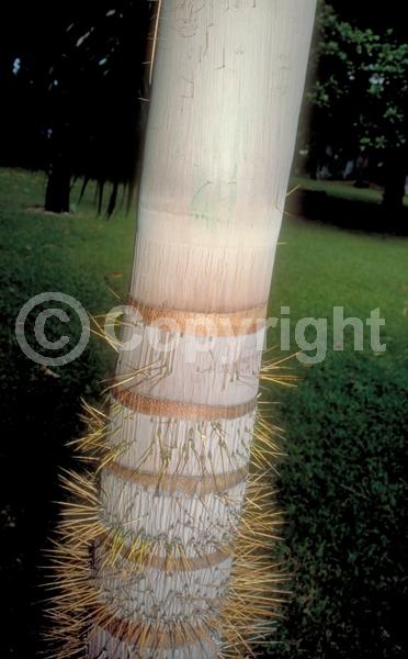 Yellow blooms; White blooms; Evergreen; Needles or needle-like leaf