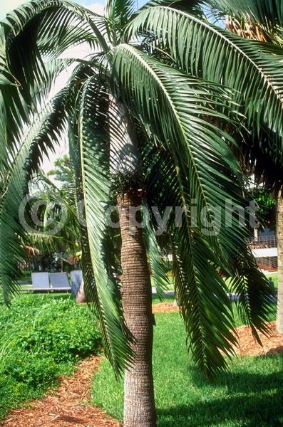 White blooms; Evergreen; Broadleaf