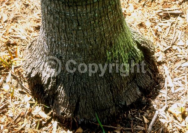 White blooms; Evergreen; Broadleaf
