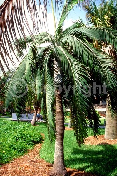 White blooms; Evergreen; Broadleaf