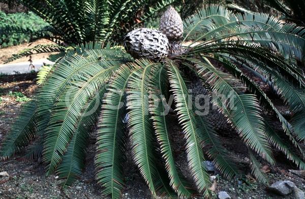 Evergreen; Needles or needle-like leaf; North American Native