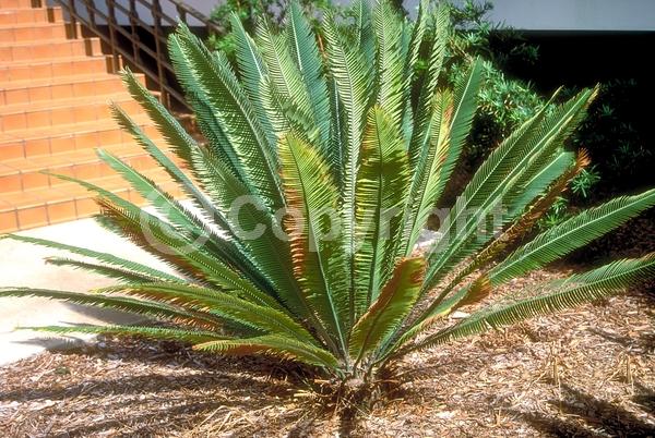 Evergreen; Needles or needle-like leaf; North American Native