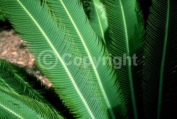 Evergreen; Needles or needle-like leaf; North American Native
