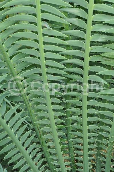 Evergreen; Needles or needle-like leaf; North American Native