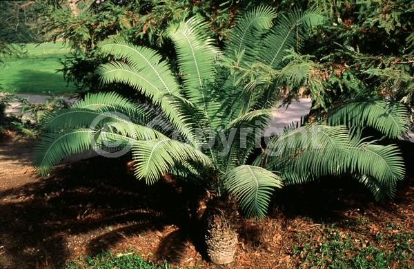 Evergreen; Needles or needle-like leaf; North American Native