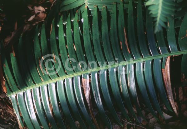 Evergreen; Needles or needle-like leaf; North American Native