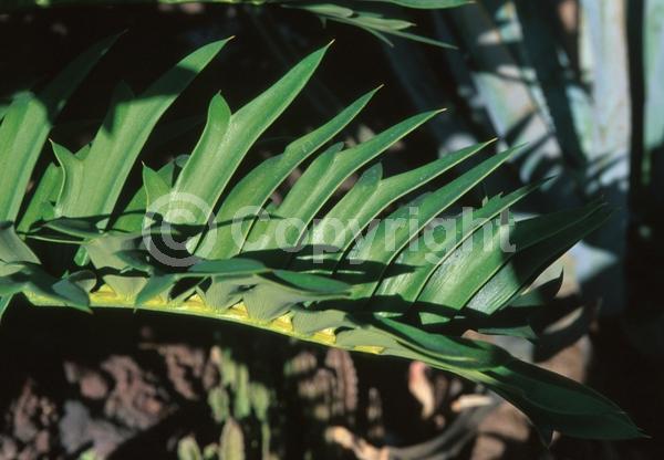 Evergreen; Needles or needle-like leaf