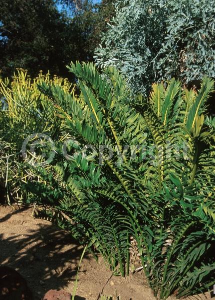 Evergreen; Needles or needle-like leaf