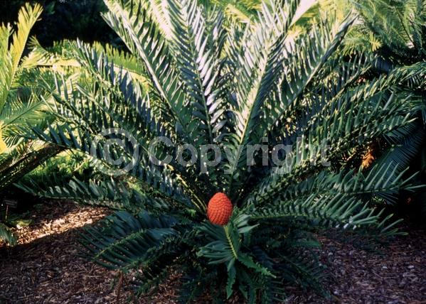 Evergreen; Needles or needle-like leaf