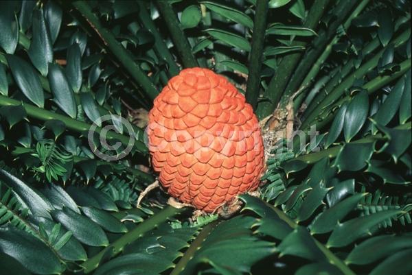 Evergreen; Needles or needle-like leaf