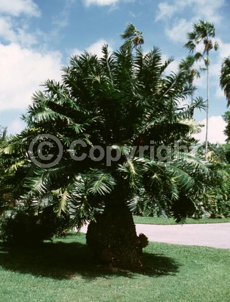 Evergreen; Needles or needle-like leaf