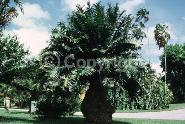 Evergreen; Needles or needle-like leaf