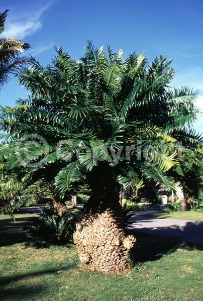 Evergreen; Needles or needle-like leaf