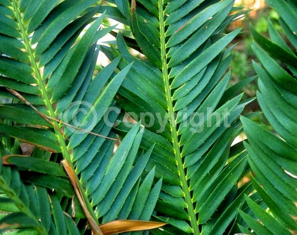 Evergreen; Needles or needle-like leaf