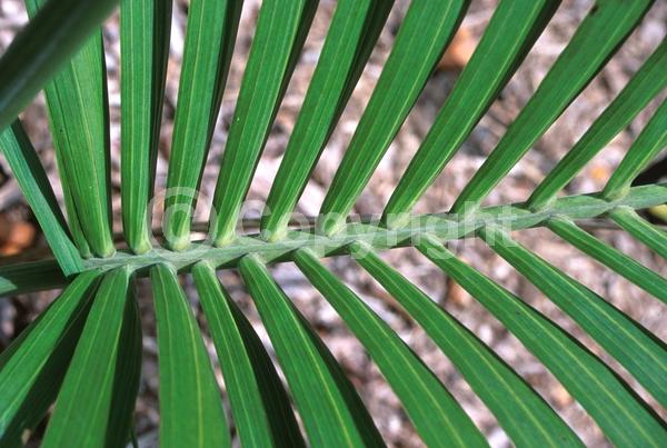 White blooms; Evergreen; 