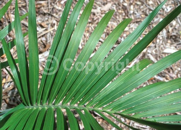 White blooms; Evergreen; 