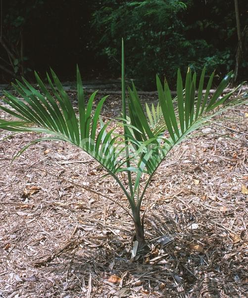 White blooms; Evergreen; 