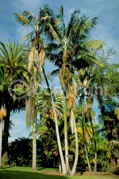 White blooms; Evergreen; Needles or needle-like leaf