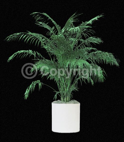 White blooms; Evergreen; Needles or needle-like leaf