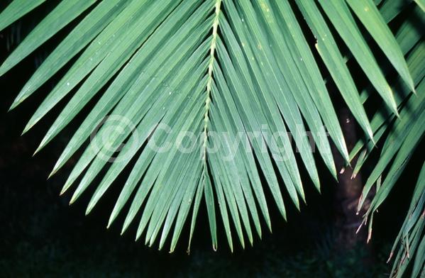 Yellow blooms; White blooms; Evergreen