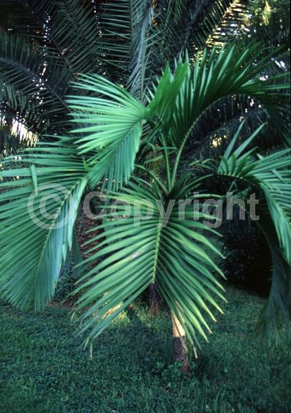 Yellow blooms; White blooms; Evergreen