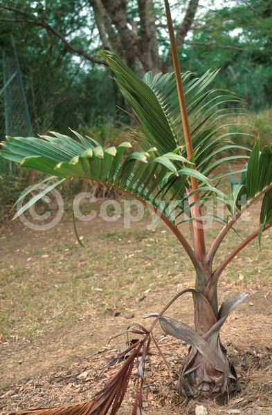 Yellow blooms; White blooms; Evergreen