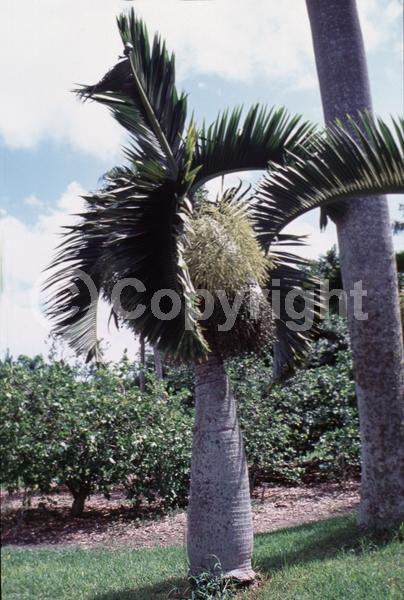 Yellow blooms; White blooms; Evergreen