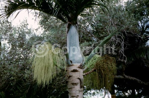 Yellow blooms; White blooms; Evergreen