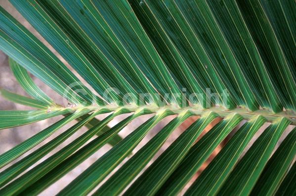 Yellow blooms; White blooms; Evergreen