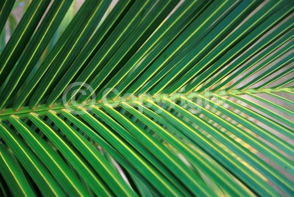 White blooms; Evergreen; Broadleaf
