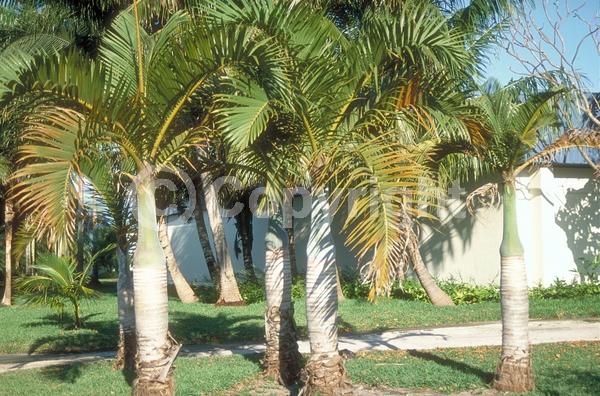 White blooms; Evergreen; Broadleaf