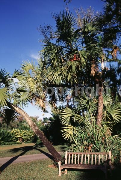 Yellow blooms; Purple blooms; Evergreen