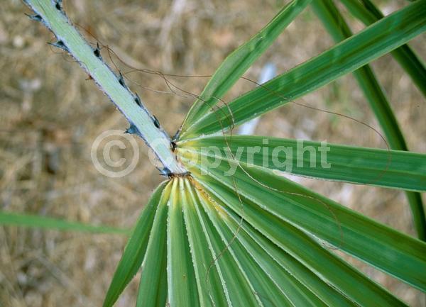 Yellow blooms; Purple blooms; Evergreen