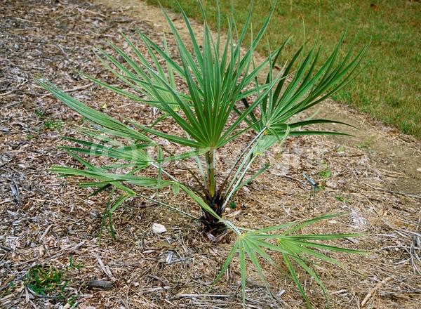 Yellow blooms; Purple blooms; Evergreen
