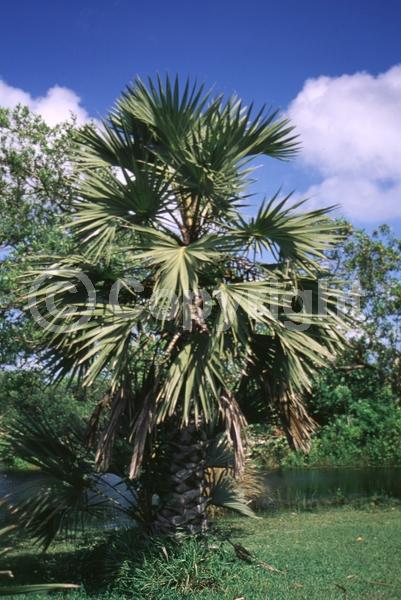 Yellow blooms; Purple blooms; Evergreen