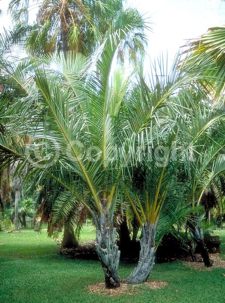 White blooms; Evergreen; Broadleaf