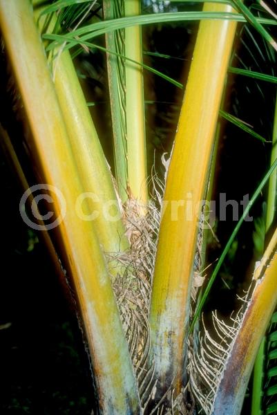 White blooms; Evergreen; Broadleaf