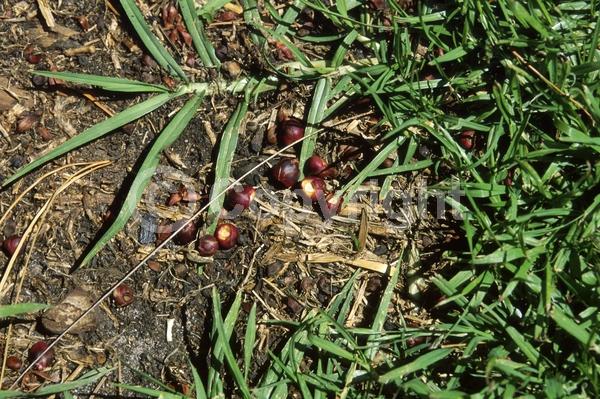 Purple blooms; Evergreen