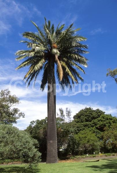 Purple blooms; Evergreen