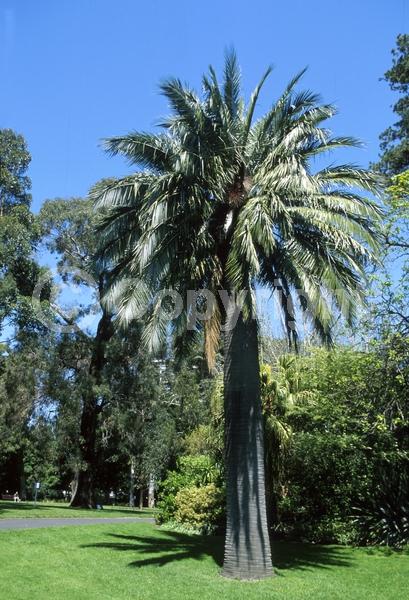 Purple blooms; Evergreen