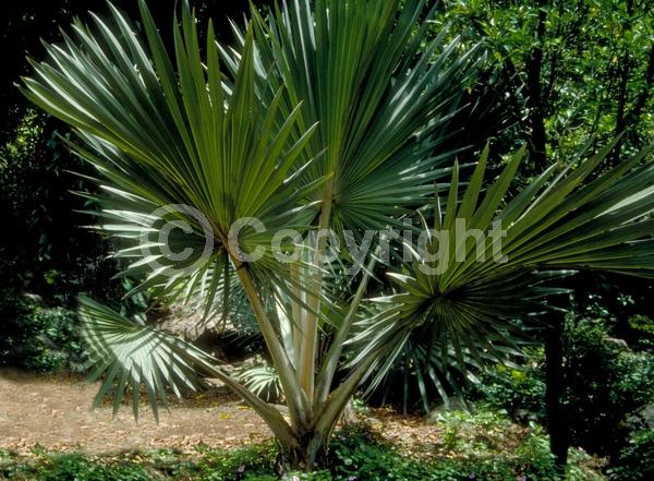 Yellow blooms; White blooms; Evergreen; Needles or needle-like leaf