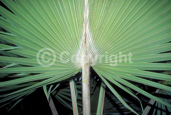 Yellow blooms; White blooms; Evergreen; Needles or needle-like leaf