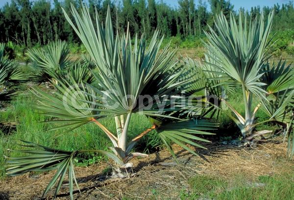 Yellow blooms; White blooms; Evergreen; Broadleaf