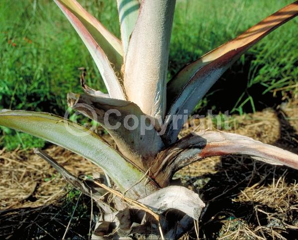 Yellow blooms; White blooms; Evergreen; Broadleaf