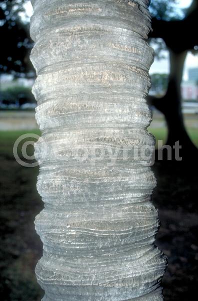 Yellow blooms; White blooms; Evergreen; Broadleaf