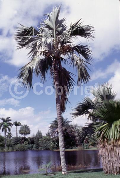 Yellow blooms; White blooms; Evergreen; Broadleaf