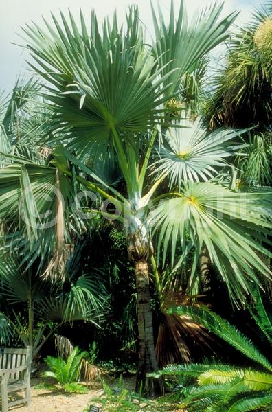 Yellow blooms; White blooms; Evergreen; Broadleaf