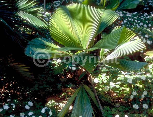 White blooms; Evergreen; Broadleaf